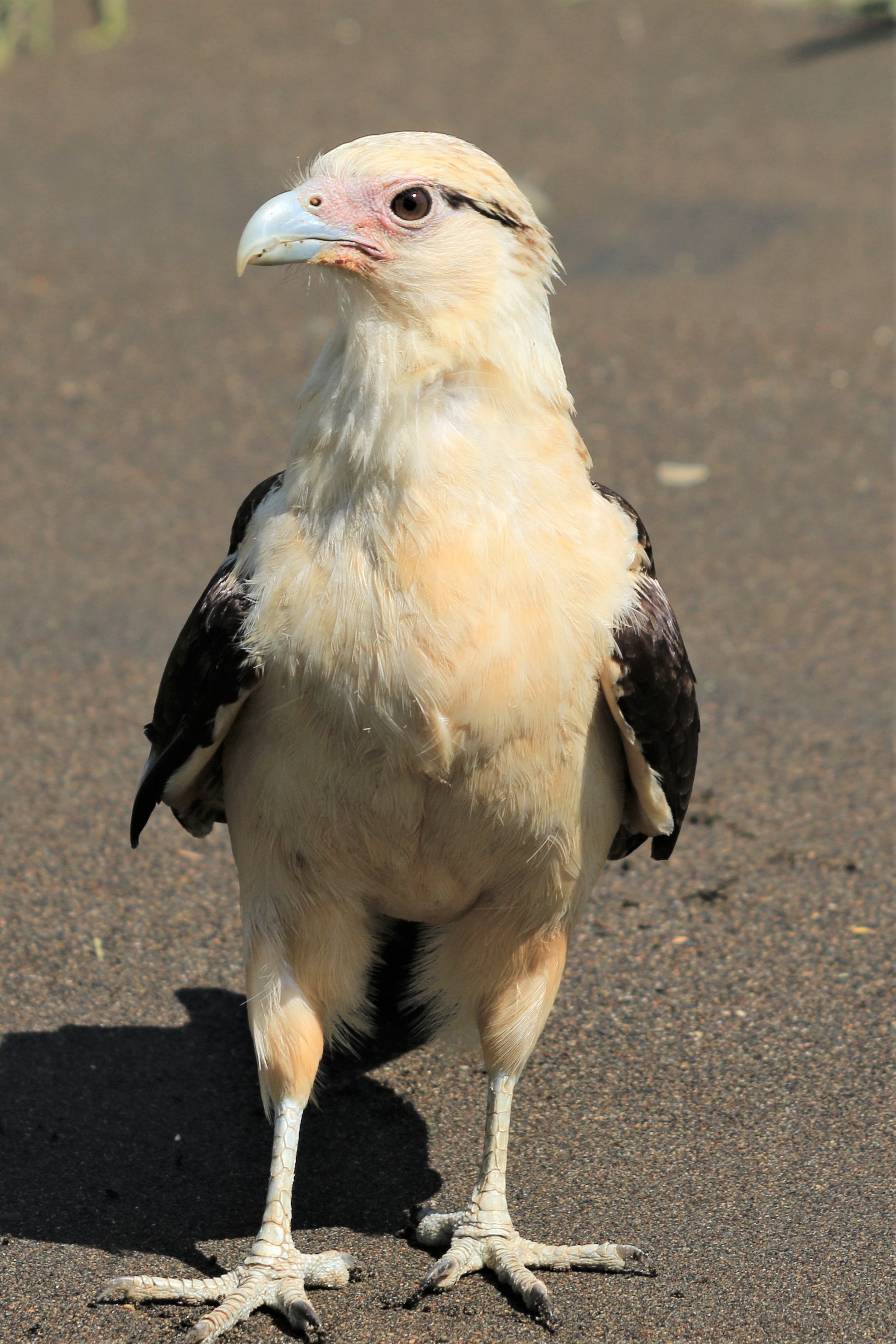 Costa Rica
